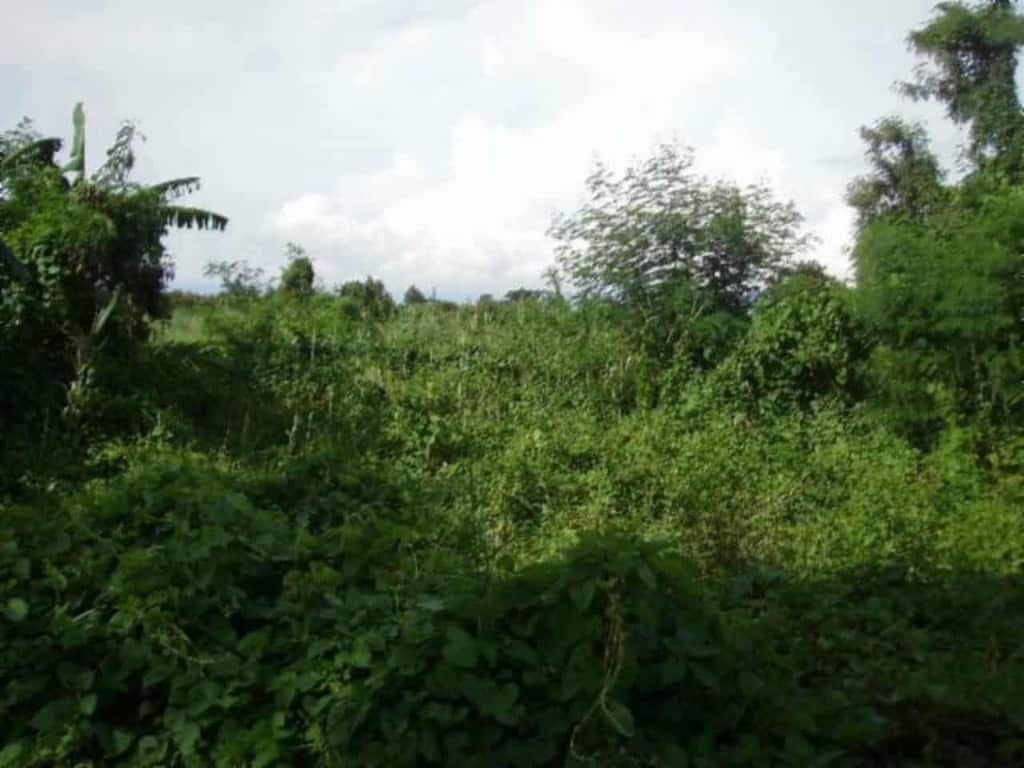 BFS Foreclosed Property For Sale In Lot 24B3, Undeveloped Road (Street), Dagupan City