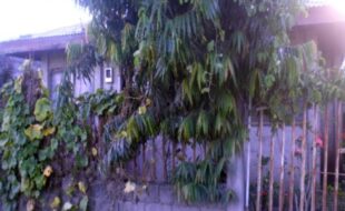 1469998 pic001