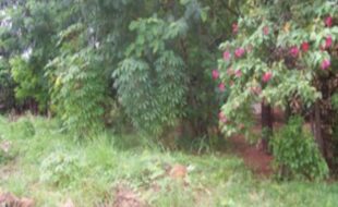 2215507 pic001