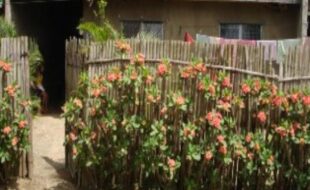 2710549 pic001