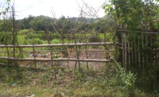 0065404 pic001