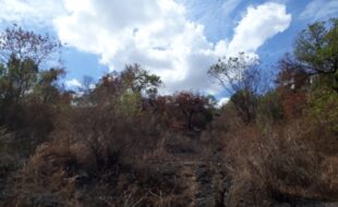 0078226 pic001