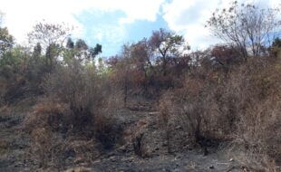 Foreclosed Properties Philippines Database 24 0078265 pic001