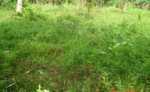 Foreclosed Properties Philippines Database 28 0179007 pic001