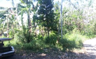 0283185 pic001