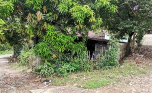 0921917 pic001