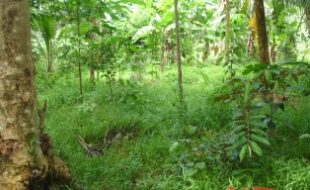 Foreclosed Properties Philippines Database 15 0945473 pic001