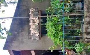 1034971 pic001