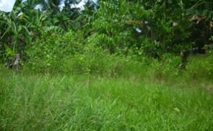 Foreclosed Properties Philippines Database 21 1108844 pic001