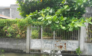 1447268 pic001