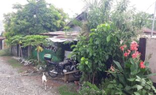 1524141 pic001
