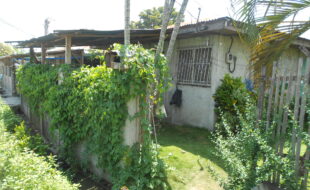 1547562 pic001