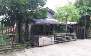 1746775 pic001