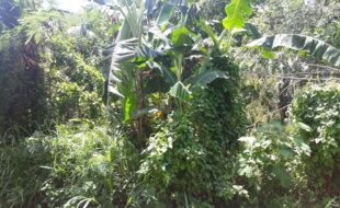 Foreclosed Properties Philippines Database 14 2021912 pic001