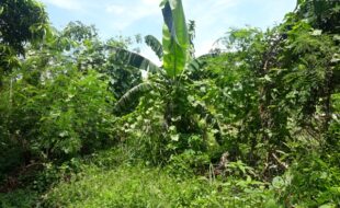 Foreclosed Properties Philippines Database 29 2053833 pic001