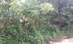 2161456 pic001