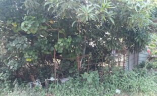 2215507 pic001