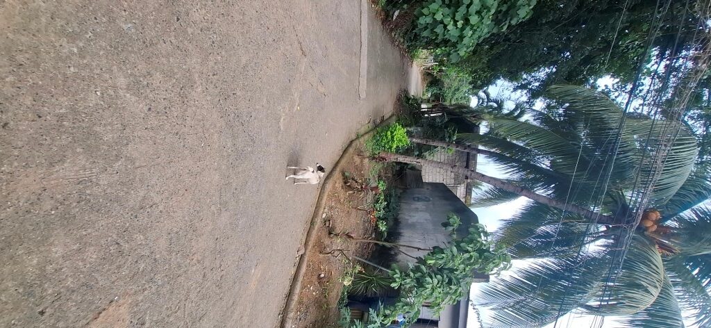 2273115 pic002 rotated