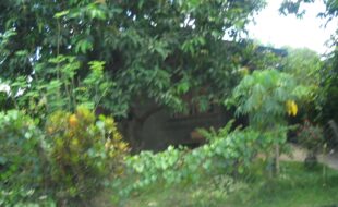 2319893 pic001