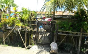 2326442 pic001