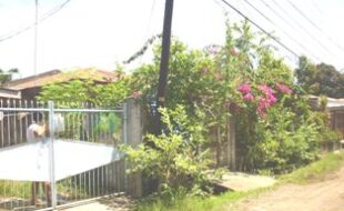 2333546 pic001