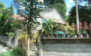 2343529 pic001