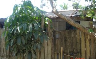 2364063 pic001