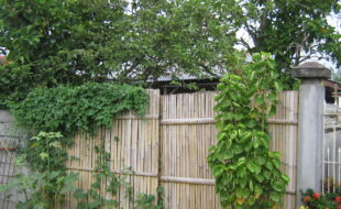 2376155 pic001