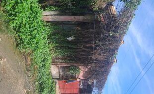 2392605 pic001
