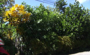 DIGITAL CAMERA