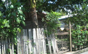 2447844 pic001
