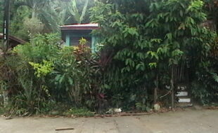 2460275 pic001