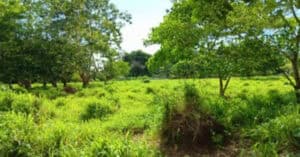EastWest Bank Foreclosed Agricultural Lot at Lot 8402-L-2