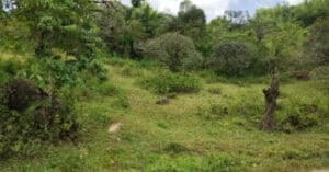 EastWest Bank Foreclosed Vacant Lot at Sitio Lintuang