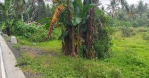 EastWest Bank Foreclosed Vacant Lot at Lot 240-B-2-B-5 Brgy. Kinabjangan