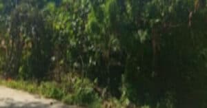 EastWest Bank Foreclosed Vacant Lot at Lot 809-C-2