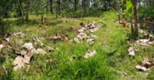 EastWest Bank Foreclosed Agricultural Lot at Lot 588 And Lot 612-D