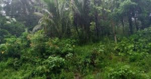 EastWest Bank Foreclosed Vacant Lot at Lot 264 Brgy. Mabuhay