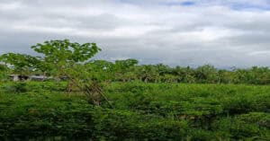 EastWest Bank Foreclosed Agricultural Lot at Brgy. Maygatsan