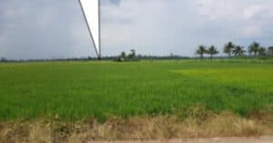 EastWest Bank Foreclosed Agricultural Lot at Lot 1888