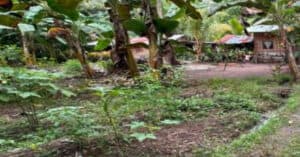 EastWest Bank Foreclosed Vacant Lot at Lot 2036-C