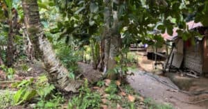 EastWest Bank Foreclosed Agricultural Lot at Lot 4825 In The Interior Of Brgy. Haguimitan
