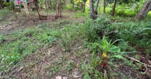 EastWest Bank Foreclosed Vacant Lot at Lot 2036-D