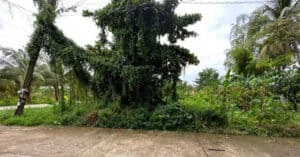 EastWest Bank Foreclosed Vacant Lot at Lot 11945-K-10-B1 Along A. Dalubatan St.