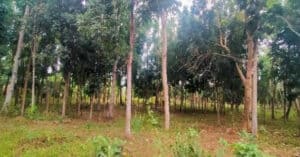EastWest Bank Foreclosed Residential Lot at Purok 7