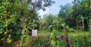 EastWest Bank Foreclosed Agricultural Lot at Purok Thunderpass