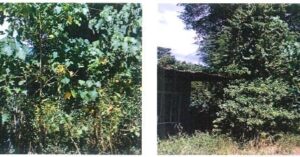 PDIC Foreclosed Residential - Vacant Lot: Brgy. Buayan, General Santos City, South Cotabato - For Negotiated Sale