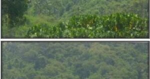 PDIC Foreclosed Agricultural - Vacant Lot: Lot No. 4 (Identical to Lot 5936 and portion of 5139) Barangay Binahaan, Pagbilao, Quezon Province - For Negotiated Sale