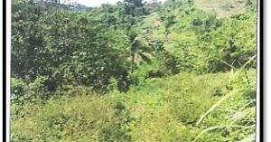 PDIC Foreclosed Agricultural - Vacant Lot: Lot 2 PSU-07-03-00115, Brgy. Mayaposi, Mabinay, Negros Oriental - For Negotiated Sale