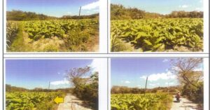 PDIC Foreclosed Agricultural - Vacant Lot: Lot No. 12629-B, Brgy, Apaleng, San Fernando, La Union - For Negotiated Sale (Occupied)